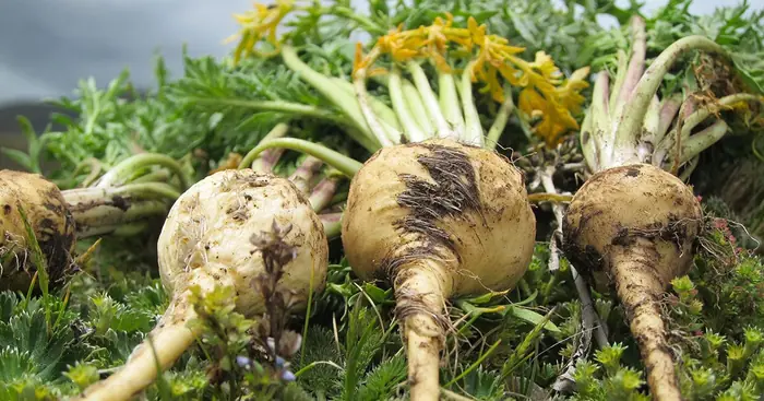 Maca Root