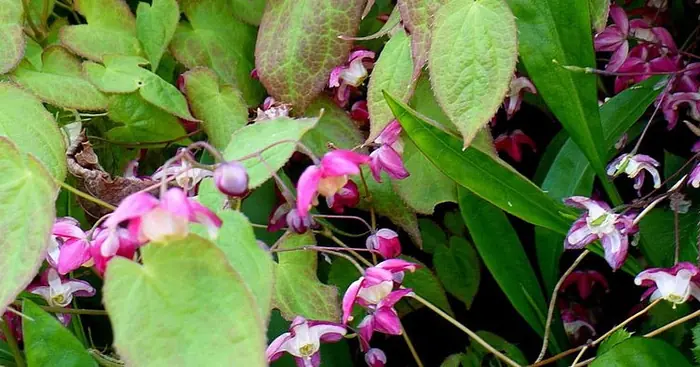 Epimedium